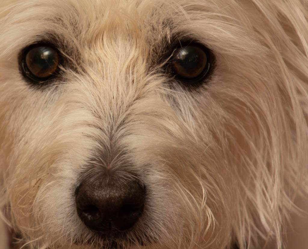 Traditional In Class A By Mike Gill For DAISY JAN-2019.jpg